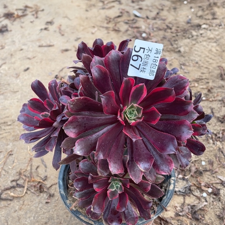 567蒙娜丽莎不太圆1