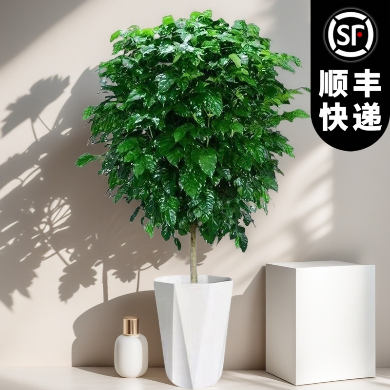 【顺丰快递】1.4米-1.6米幸福树盆栽办公室内客厅新家吸甲醛好养活
