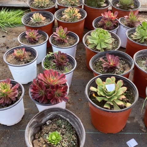 20颗多肉植物组成拼盘2