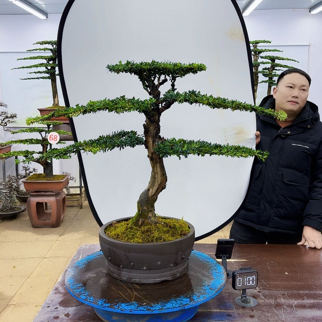 盆景欢迎大家一起来捡漏