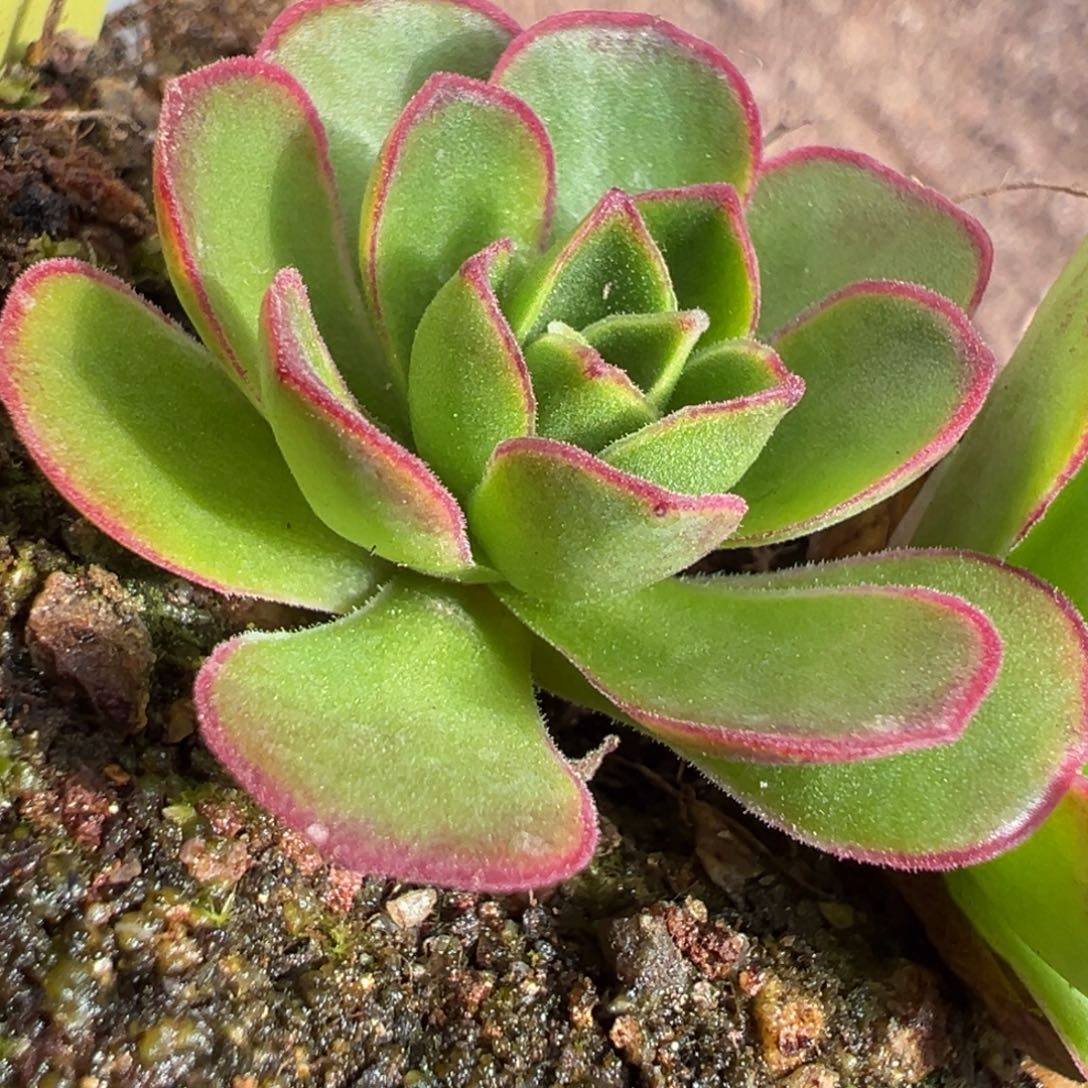 糖糖119若初x各种侧芽