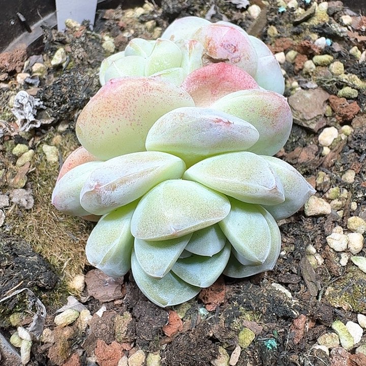 冰玉多肉植物125