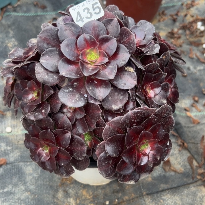 花呐435多肉法师一物一拍