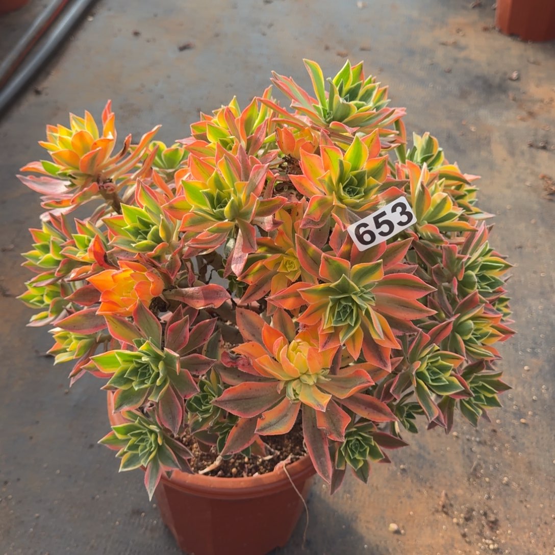 653多肉植物枫叶有砍特价