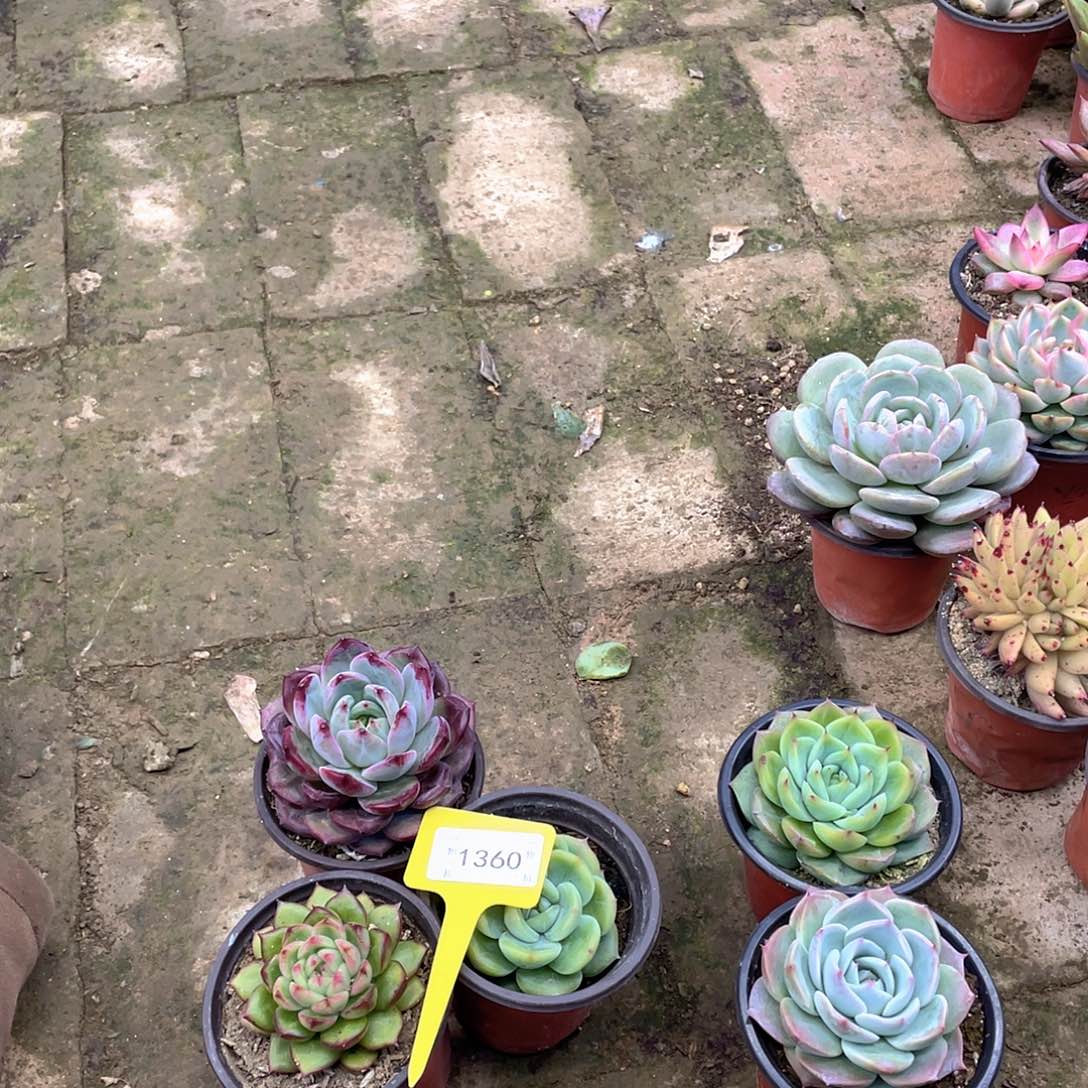 程***十1360三个一组多肉