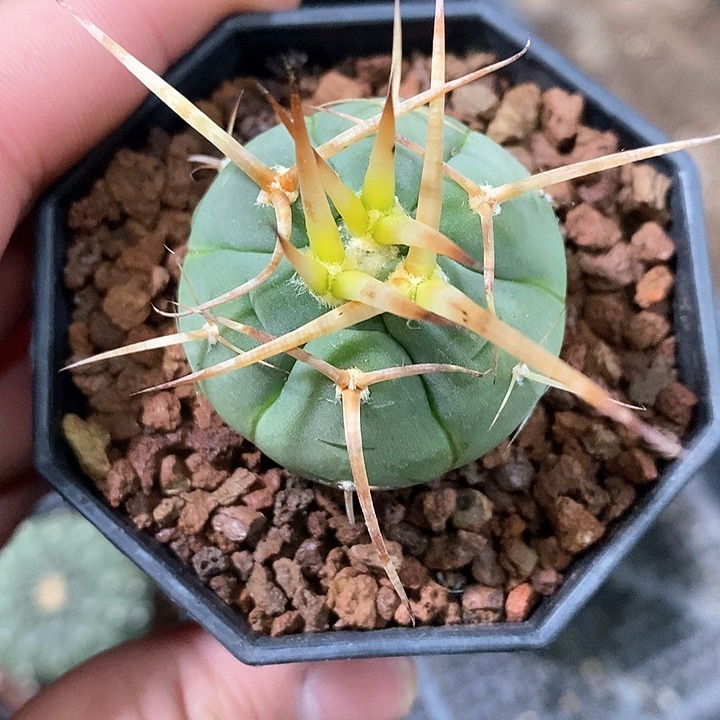 孤品实生顶级特粗刺超级光琳玉3.6cm