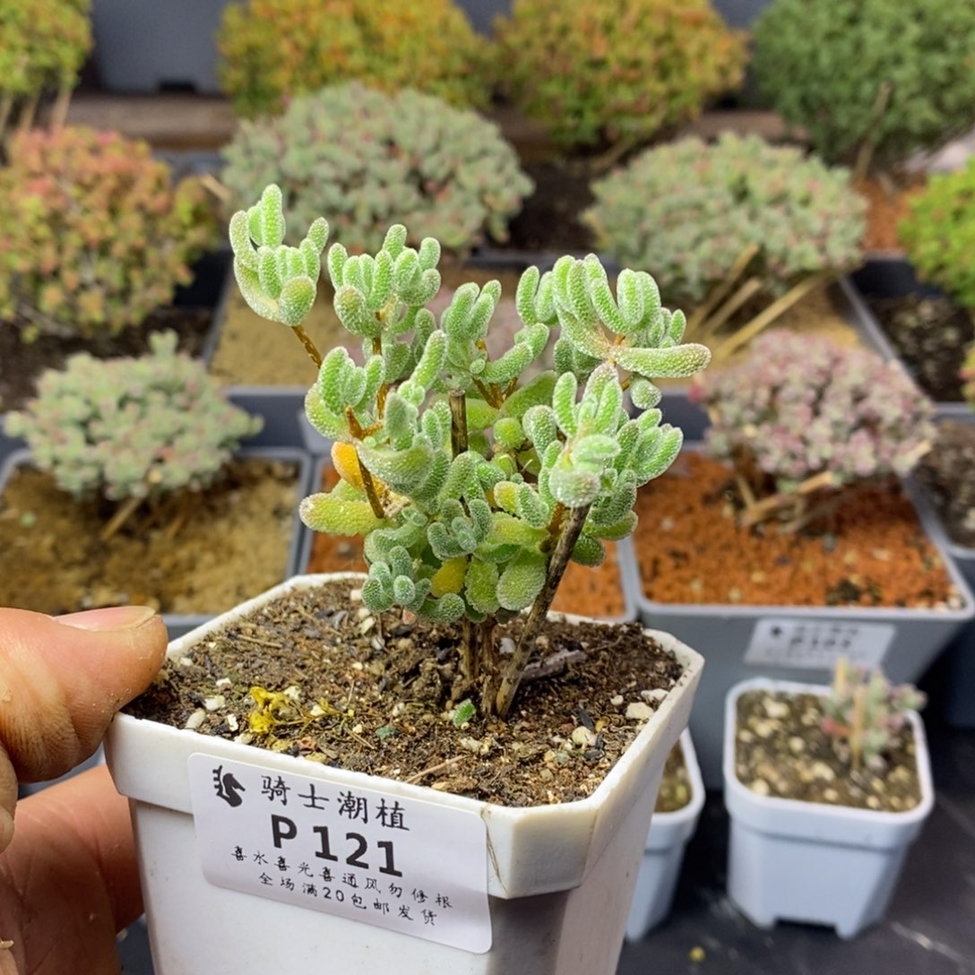 121优选冰晶枝干