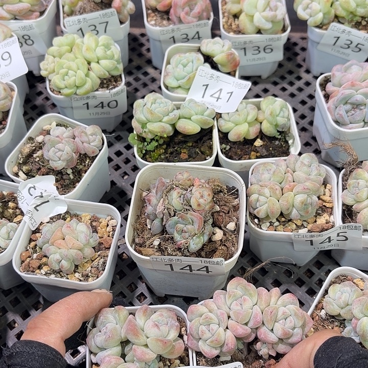 *****146 号到手1颗一物一拍