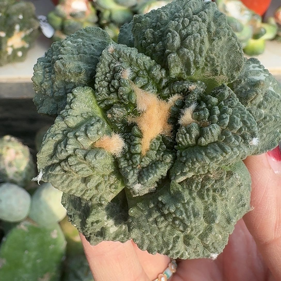 全部花朵苗接大尤哥怒266