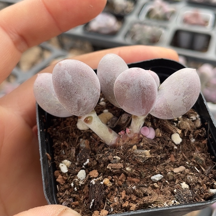 一物一拍满18包邮