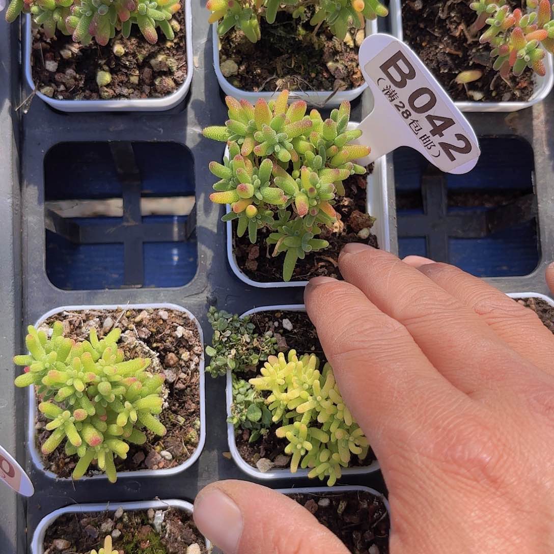 B042蜜桔糖球一物一拍