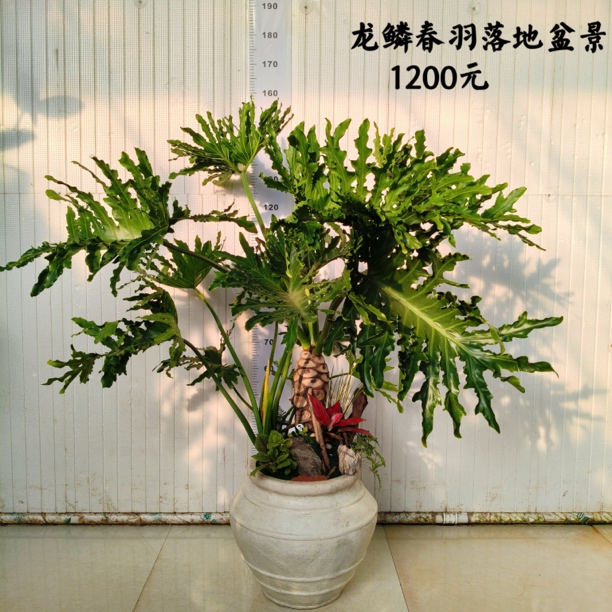 龙鳞春雨落地盆景1200元
