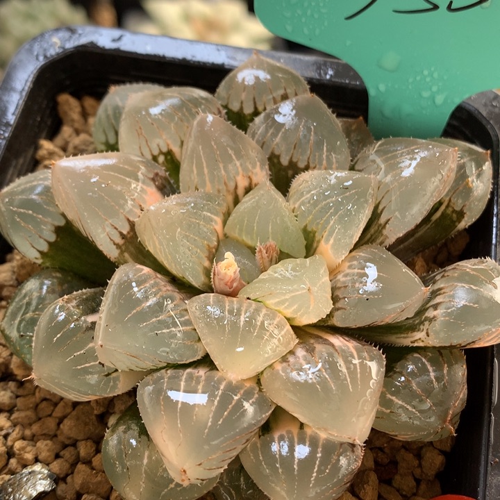 糯玉露锦带盆发货