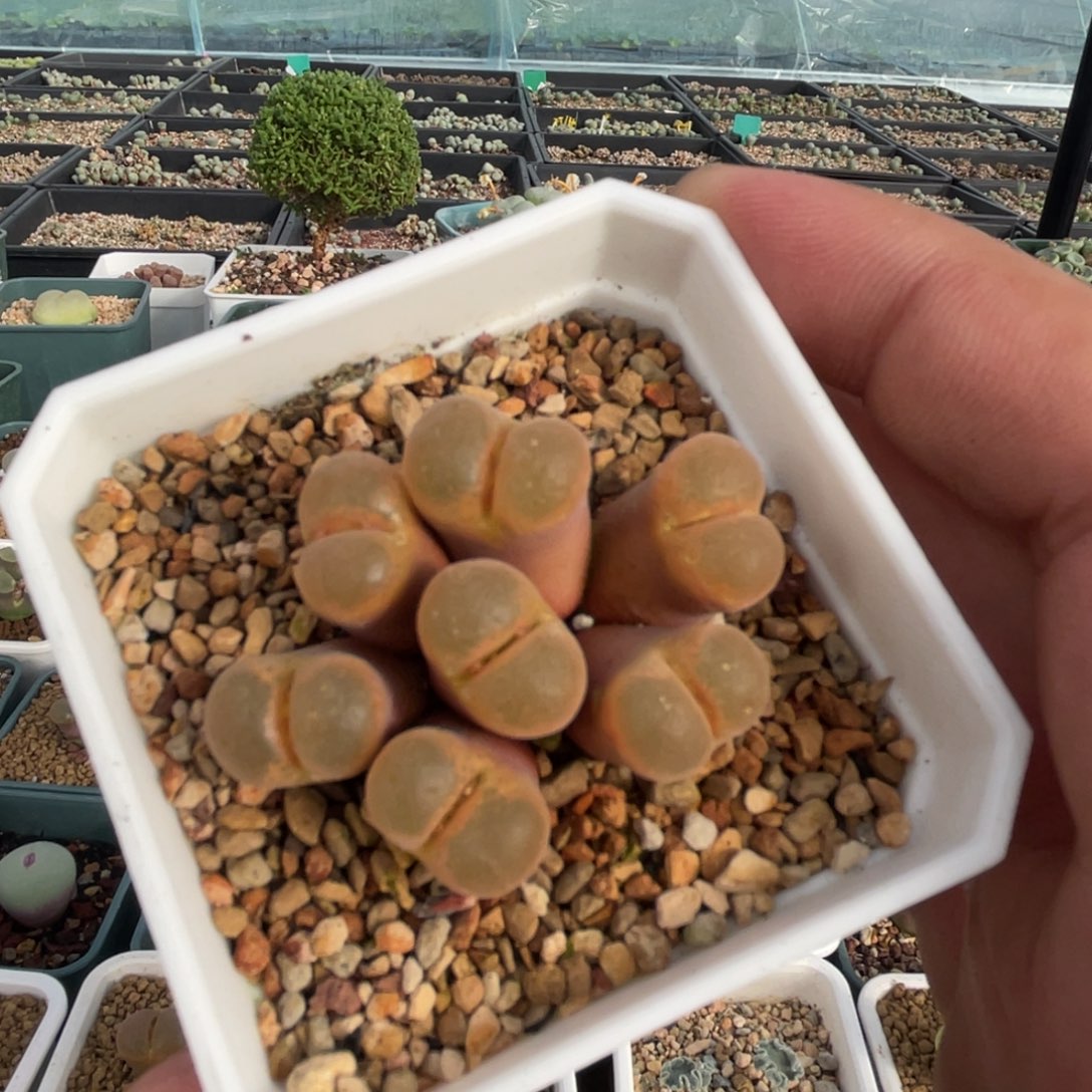 粉体橙橙帕法德群生植物一物一拍