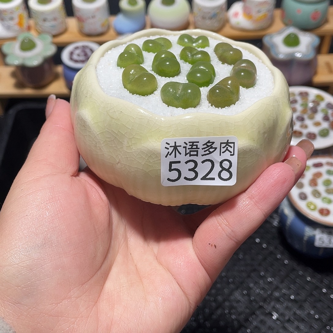 带盆土植物 一物一拍5328