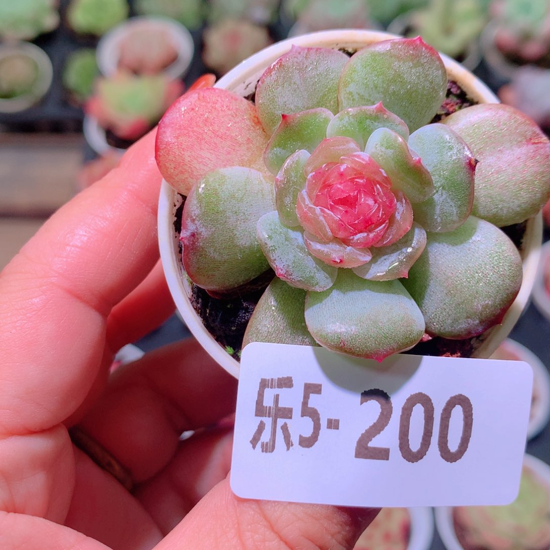 乐然5-200 珍妮新品 