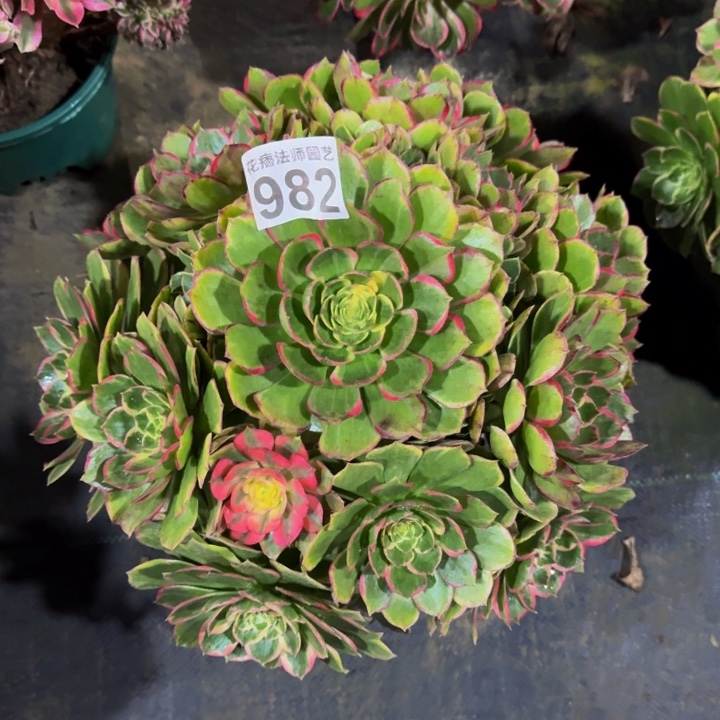 粉花妖98200000000