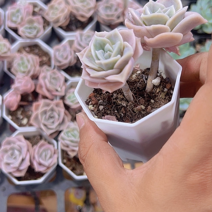 可爱玫瑰精品多肉植物