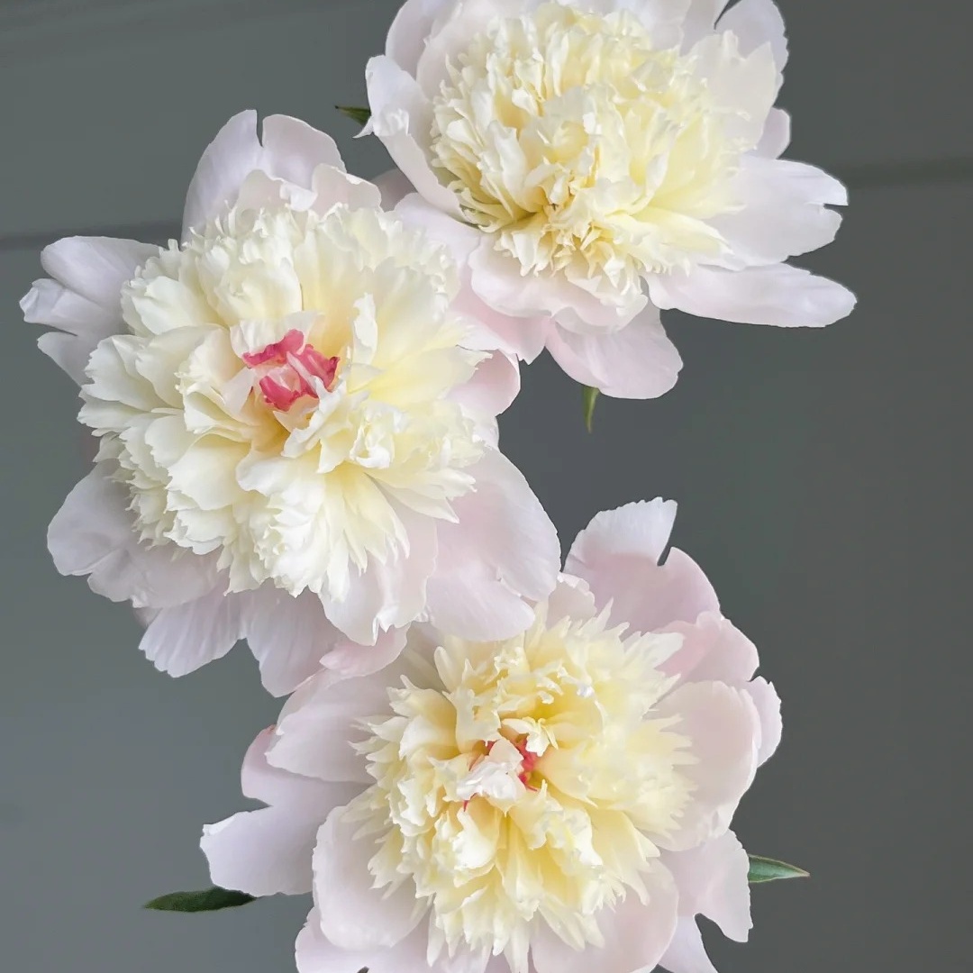 【云台优选】凤羽落金池芍药  四川芍药 两单发京东冷链/EMS空运