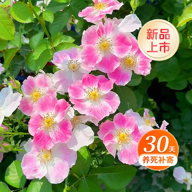 天狼月季 桃华影 自育丰花耐热抗病花卉盆栽苗多季开花