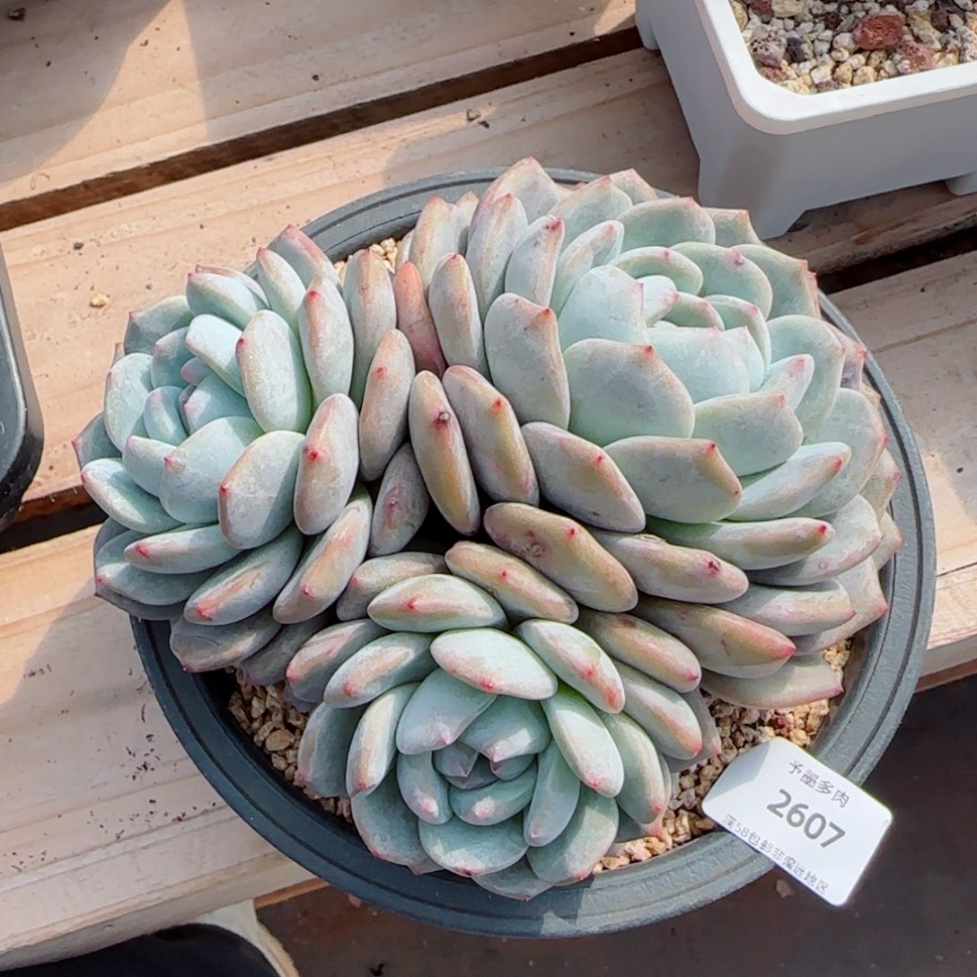 星影无砍2607多肉植物