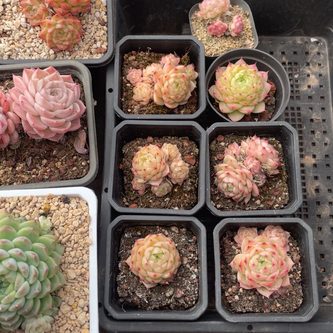 ღ***࿐多肉补差价宝贝专拍