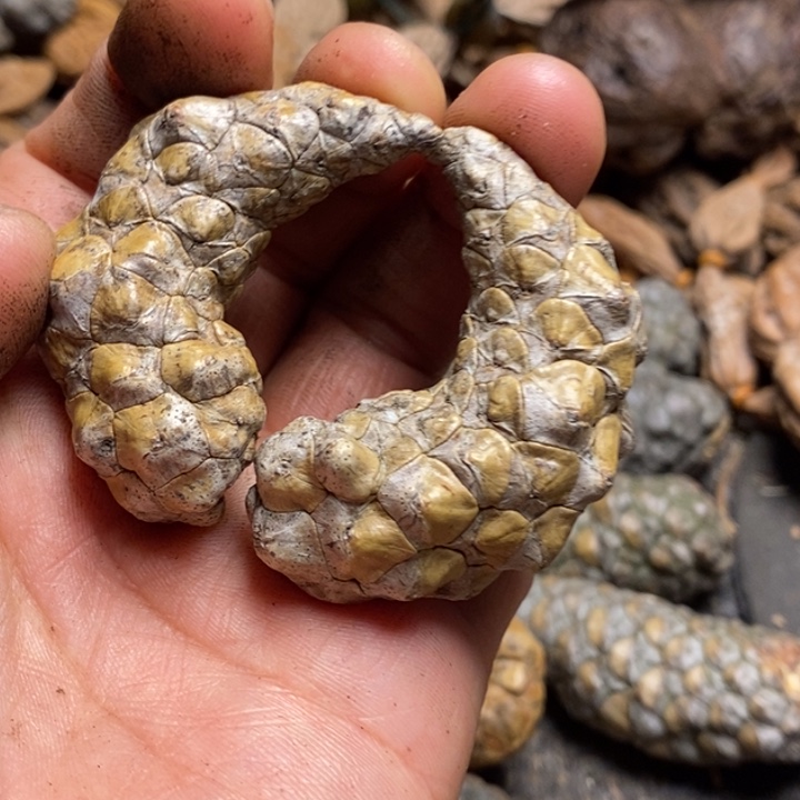 日***集桃核吊坠娜姐真的90