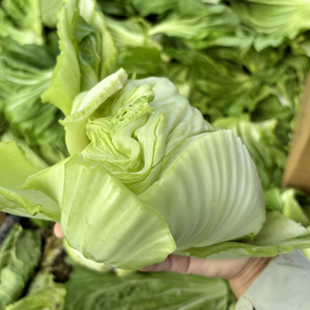 广西玉芥菜新鲜芥菜球现采现发
