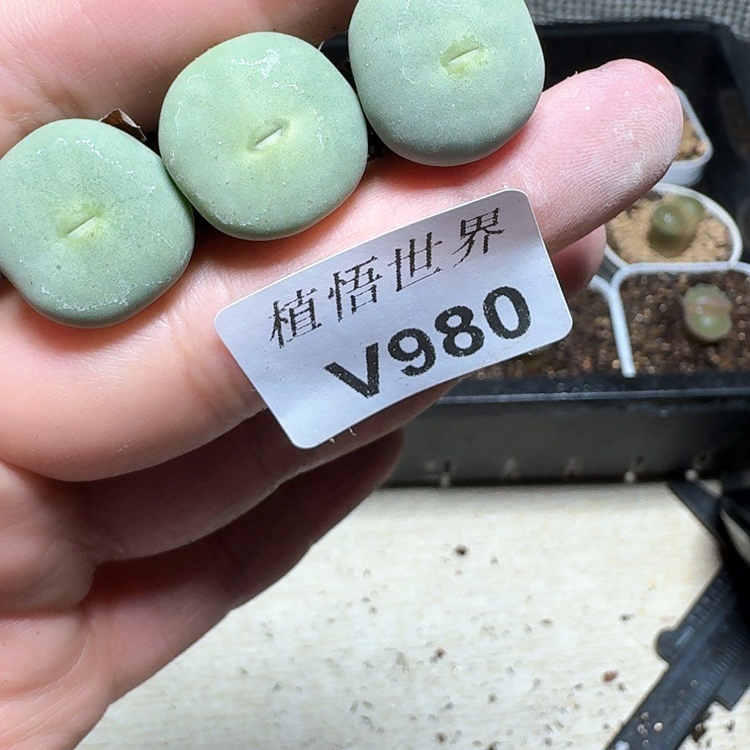 980盒多肉植物哇cv v