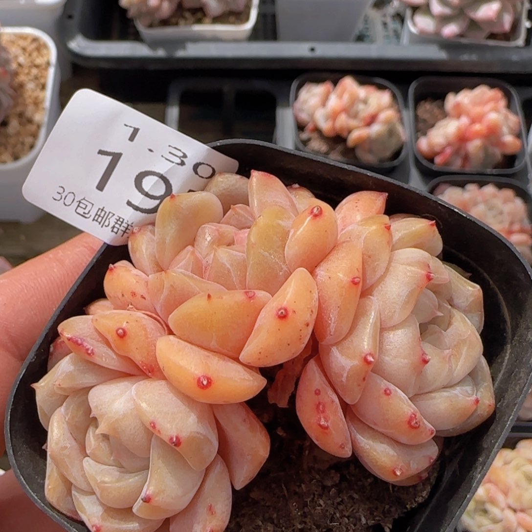 冰魄三头老桩一颗