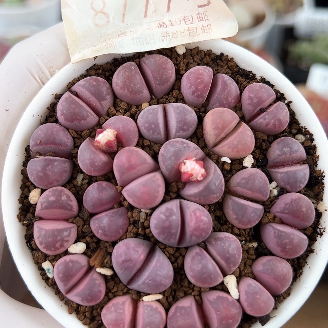 好养易活生石花大母本8777