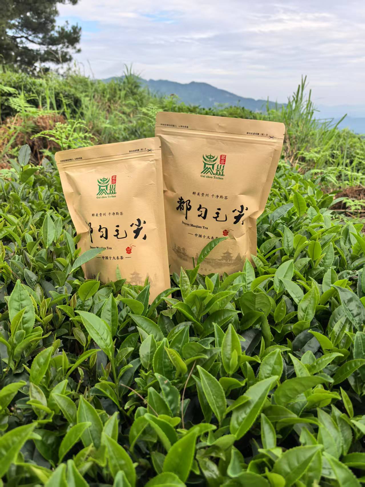 贵州都匀毛尖炒青绿茶