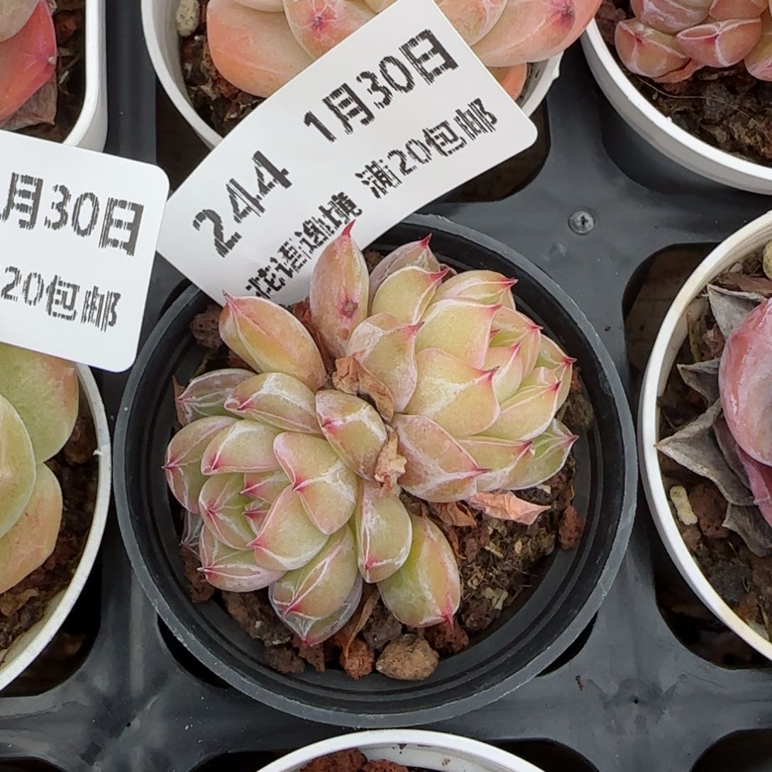 花语逸镜0130-244