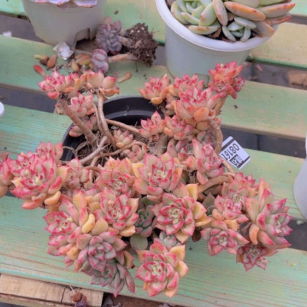 【闪购商品】油漆桶08161