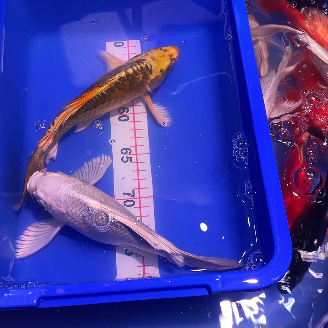 海水鱼观赏鱼精品