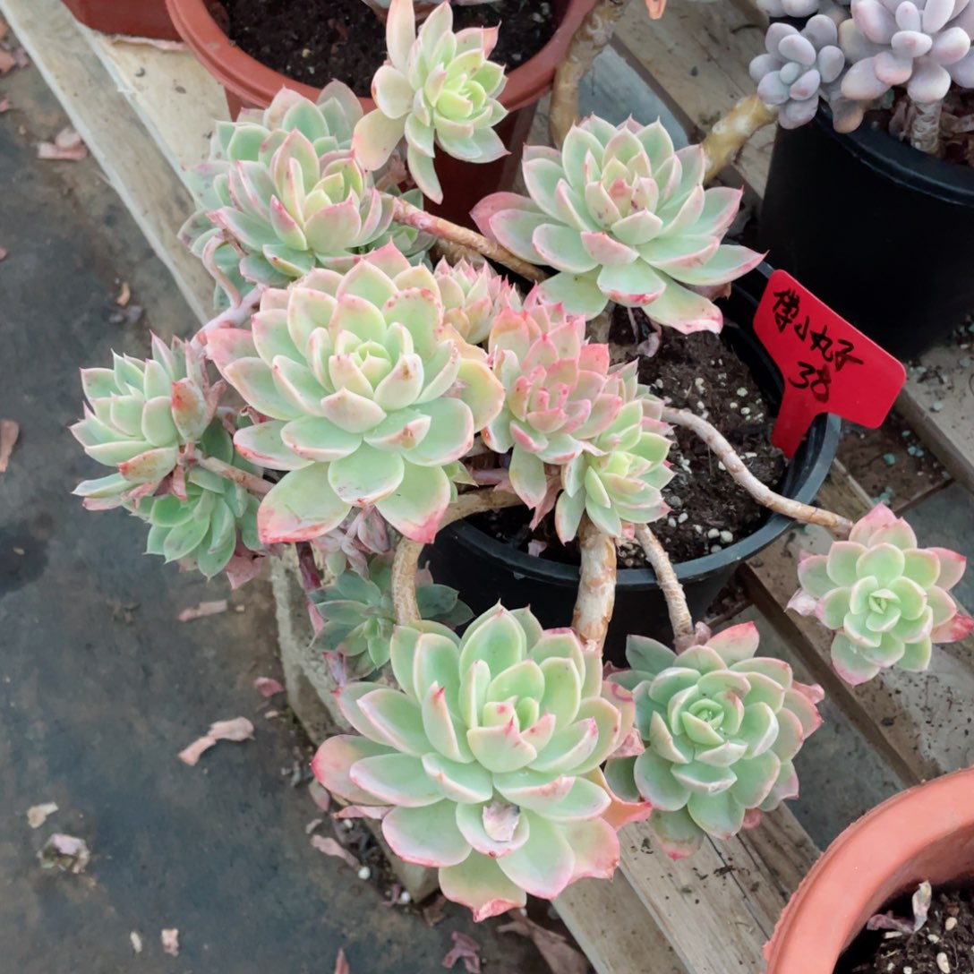 傅小丸子，面纱，。。