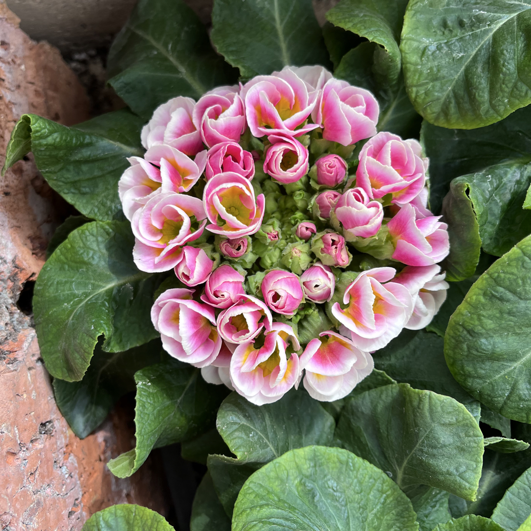 雪顶玫瑰报春花盆栽花期长（5度一下拍保温棉否则冻坏不售后）