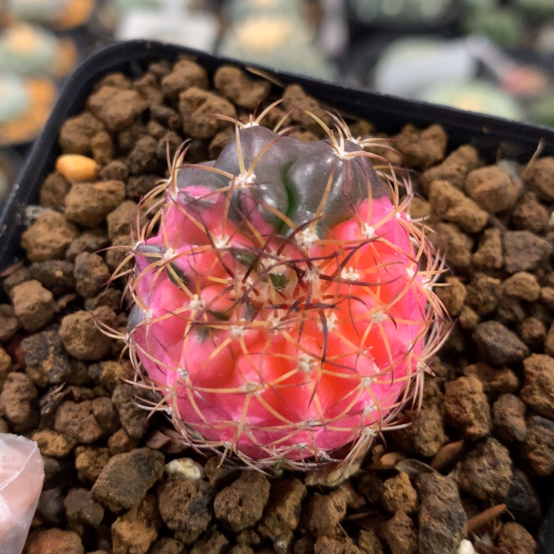 实生仙人球仙人球仙人球