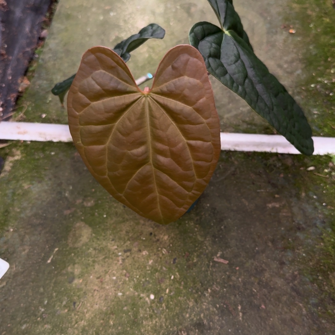 无花朵黑水晶杂奢华