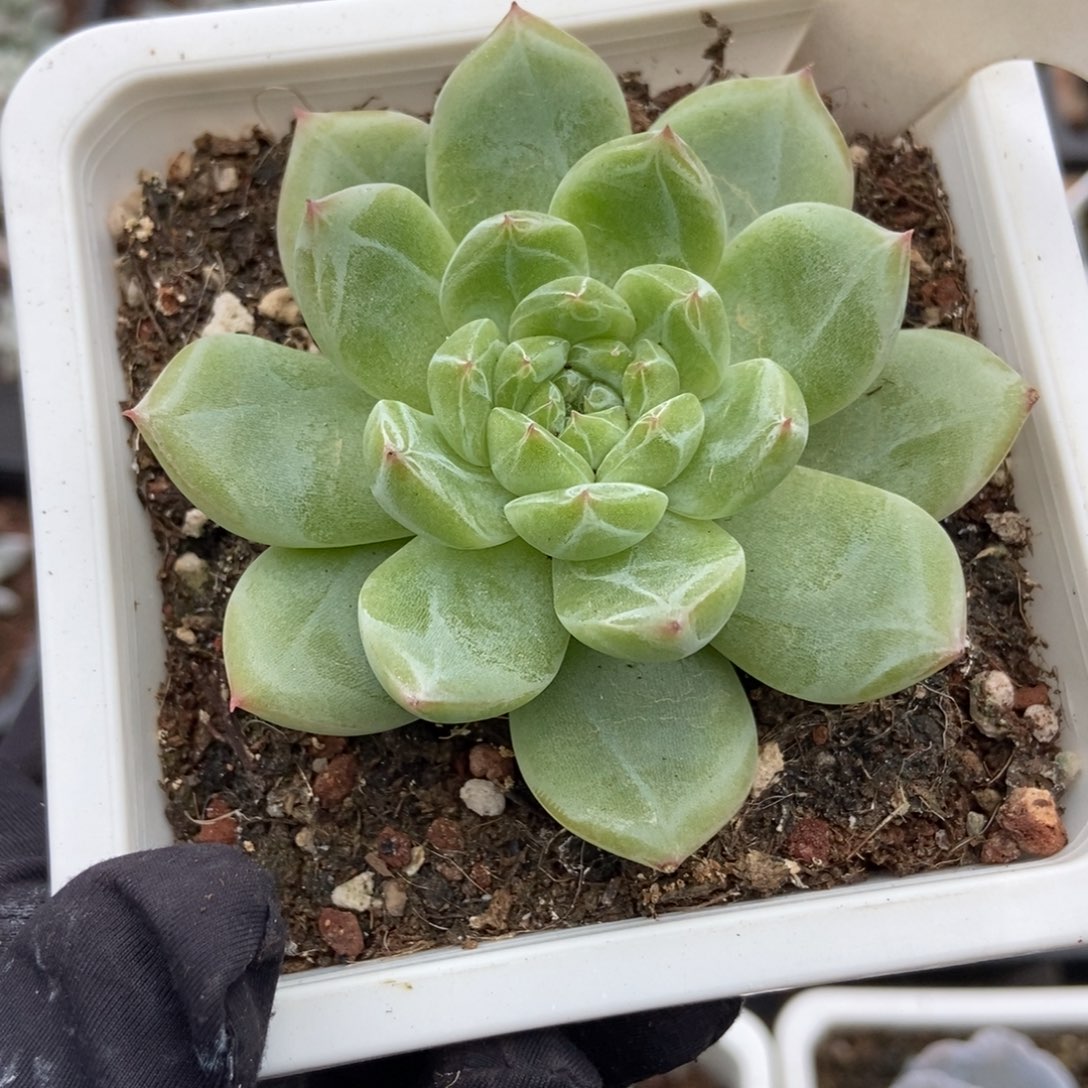 920雪花珍妮多肉植物保护