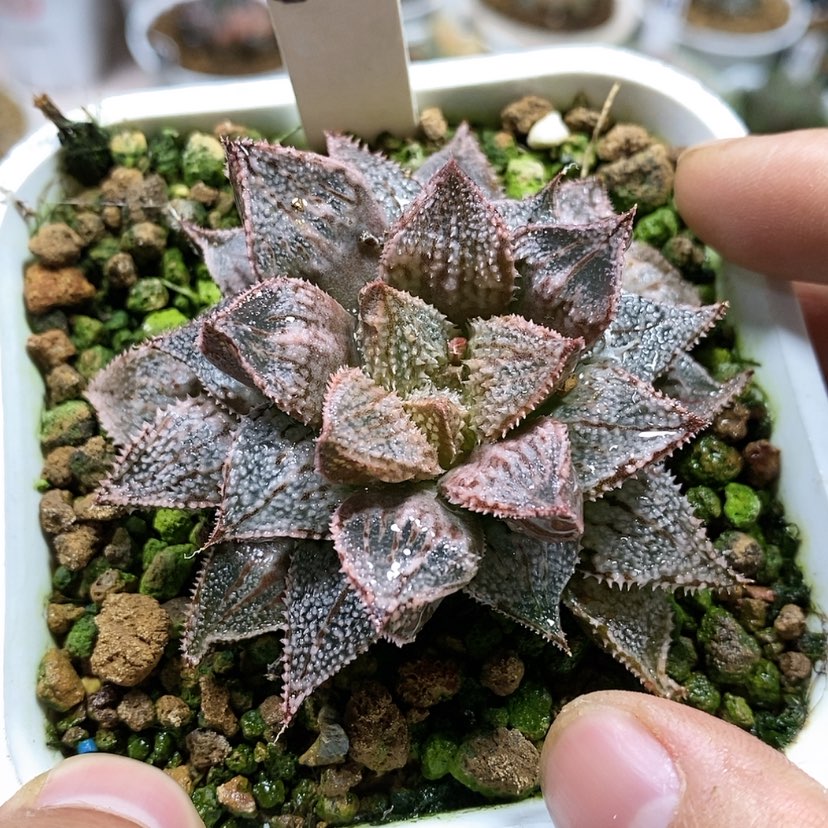 【闪购商品】50白银城