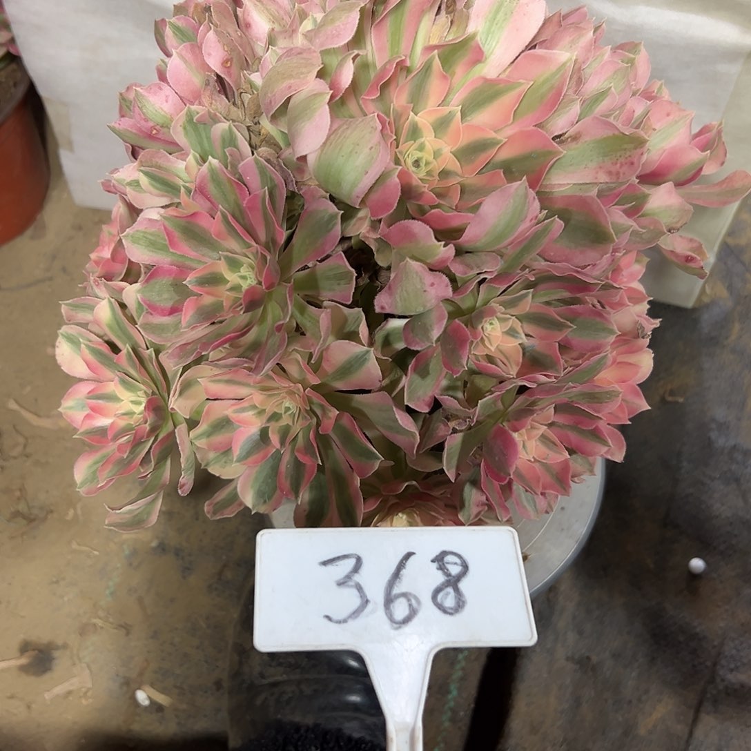 多肉植物粉女巫法师368