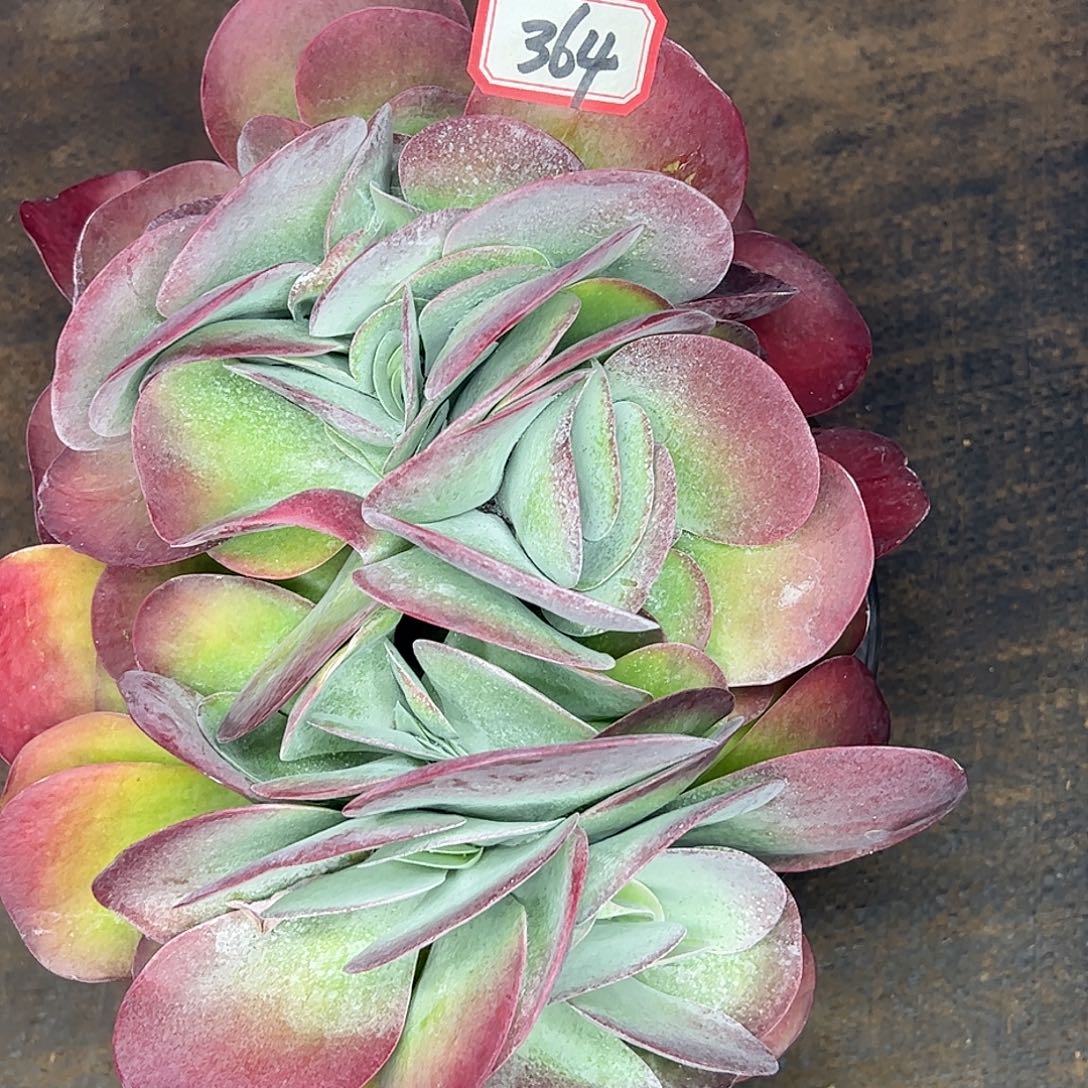 364唐印缀，一物一拍