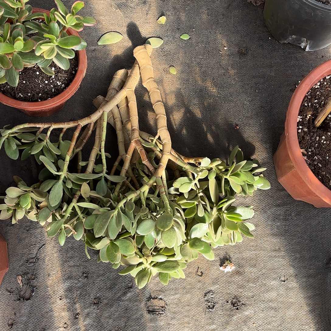 一堆枝条不不售后发土