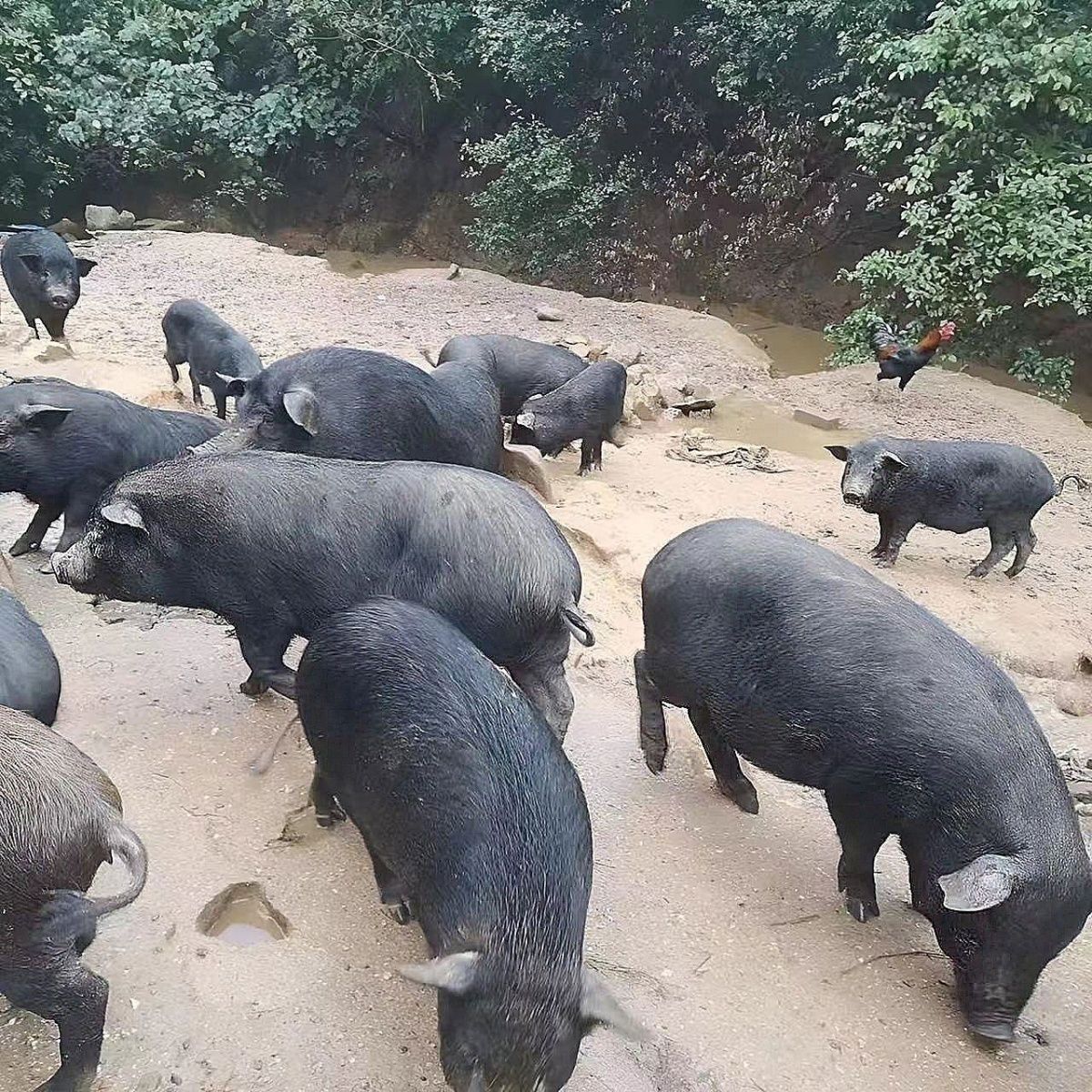 1号【直播称重改价链接】恩施新鲜黑猪肉500克以上 顺丰包邮