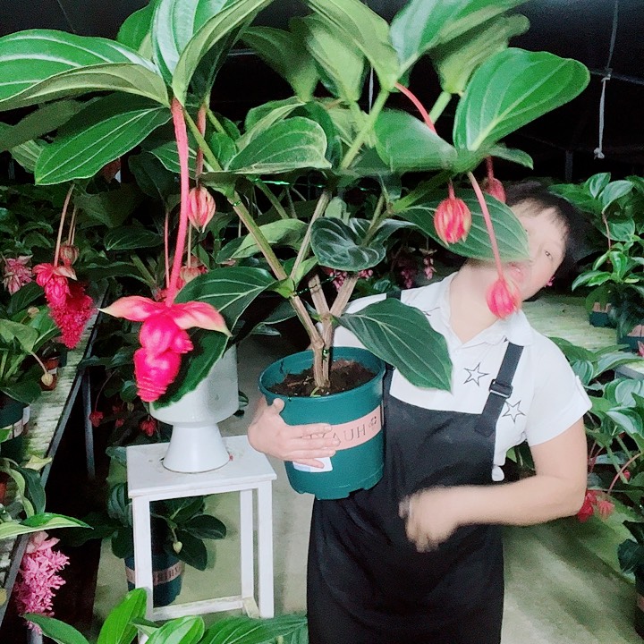 咪*宝莲灯开花开花