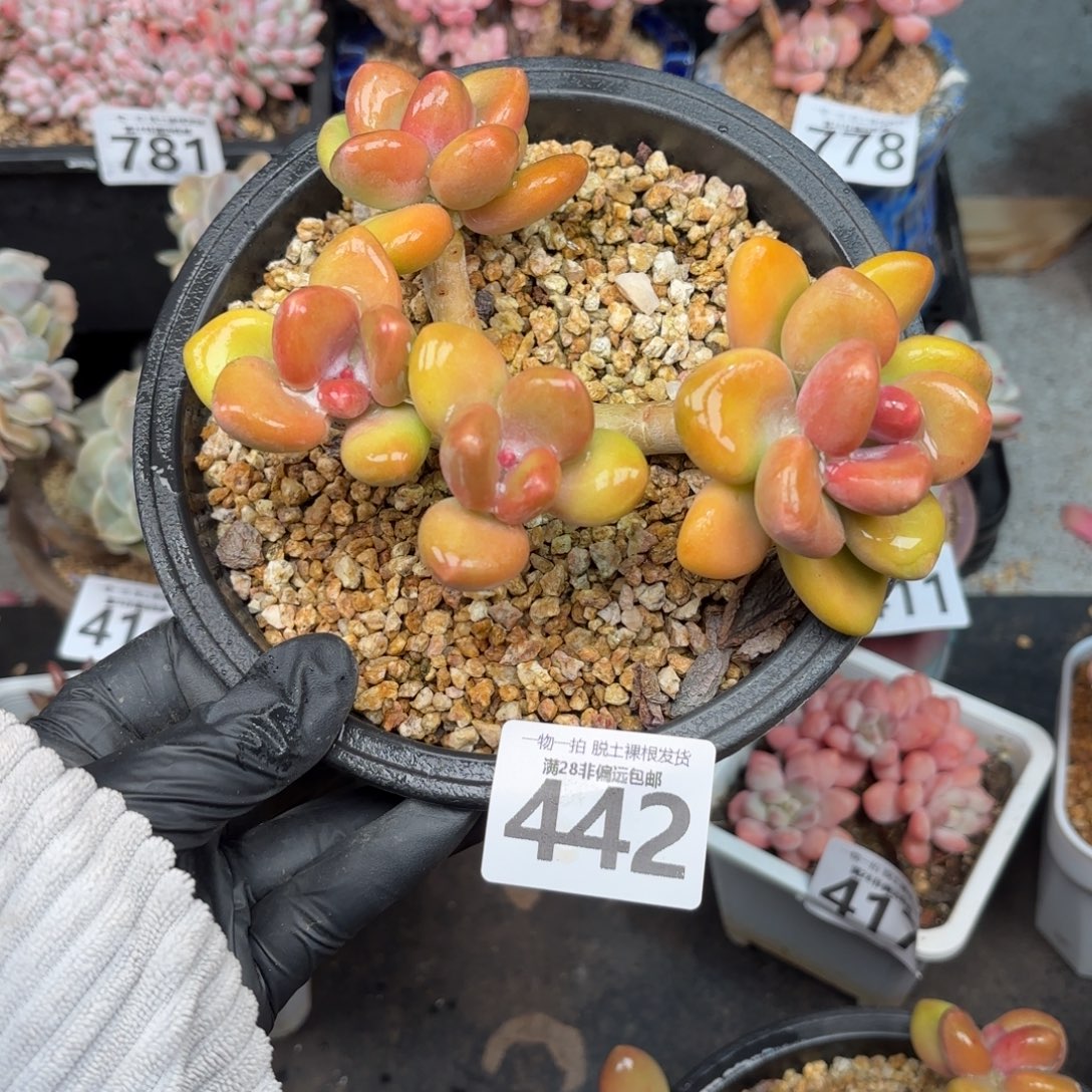 ****芒果KK奶无盆土发货