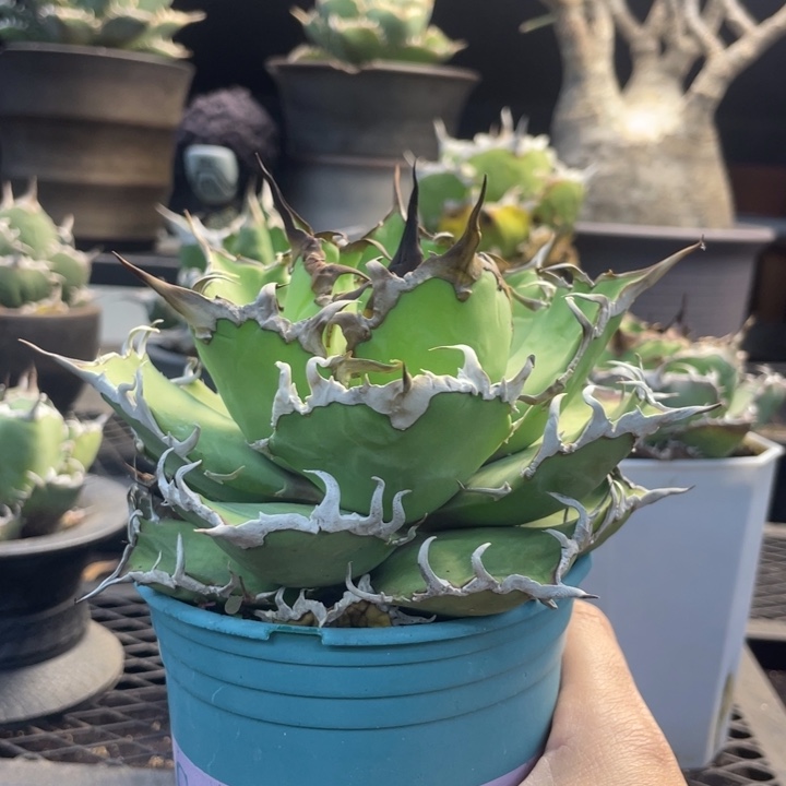 【闪购商品】灯养 凯撒