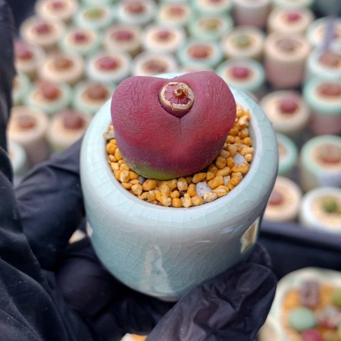 3417-一物一拍 带盆