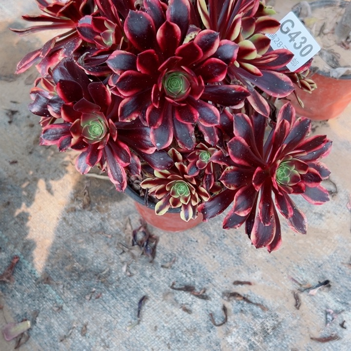 430欧嘉莉多肉植物